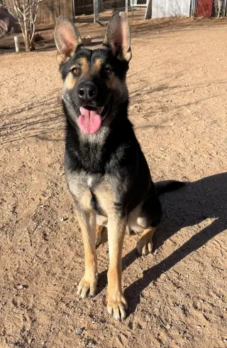 Sarge -