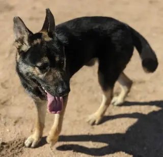 Sarge -
