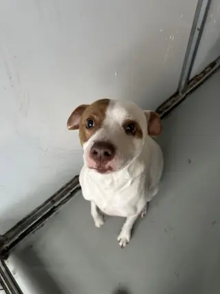 Gunner