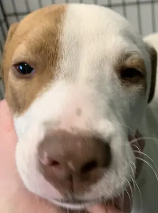 Gunner