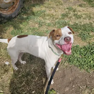 Gunner