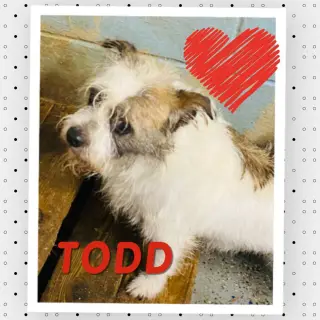 Todd