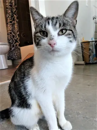 KITTEN LATTE- FOSTER OR FOREVER HOME NEEDED