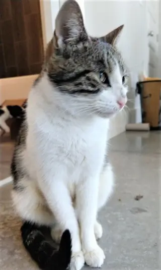 KITTEN LATTE- FOSTER OR FOREVER HOME NEEDED