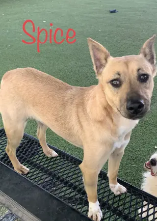Spice