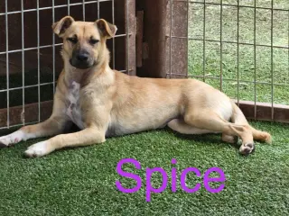 Spice