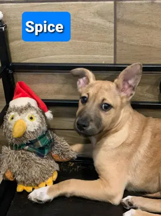 Spice