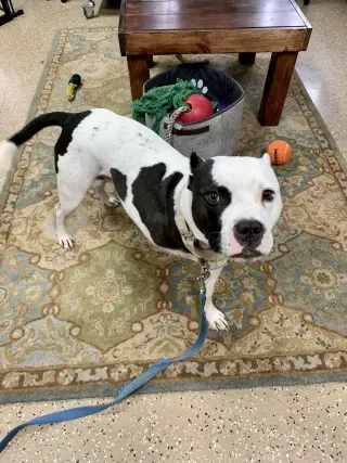 Buddy 2