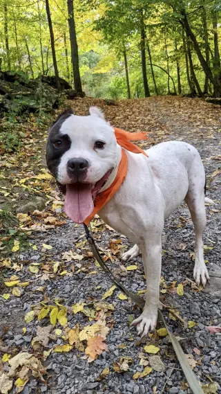 Buddy 2