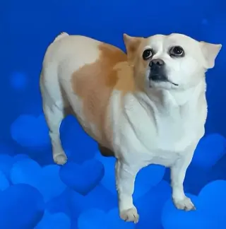 Kona