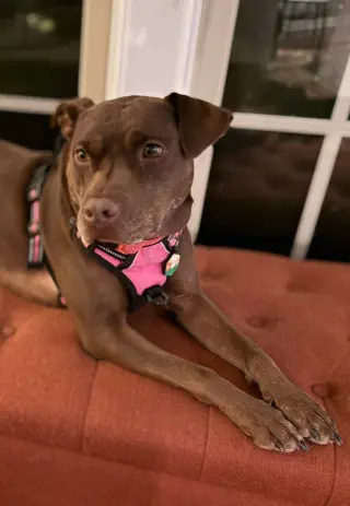 Nallah