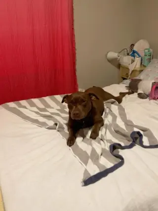 Nallah