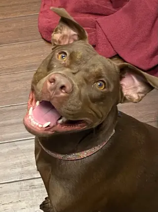 Nallah
