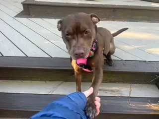 Nallah