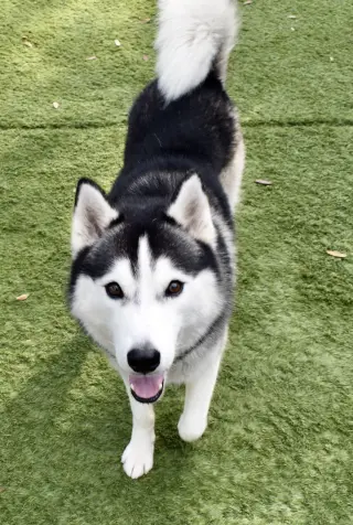 King