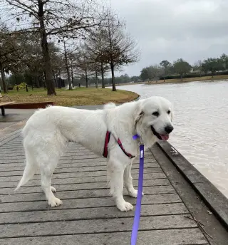 Roo