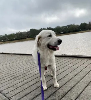 Roo