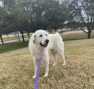 Roo