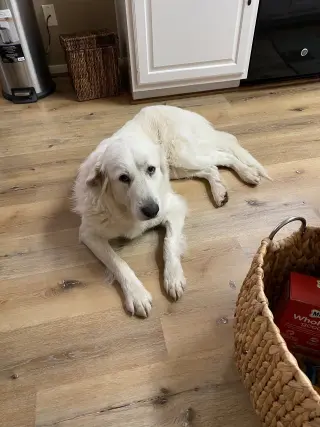 Roo