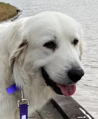 Roo