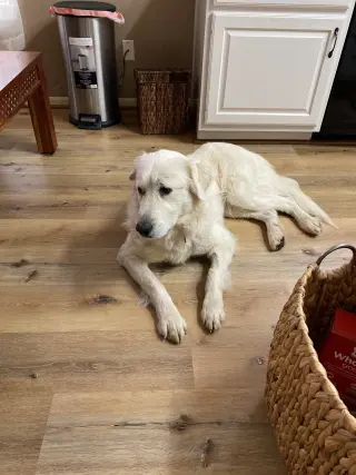 Roo