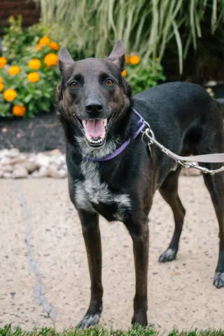 Indigo - Indeed a Good Boy!
