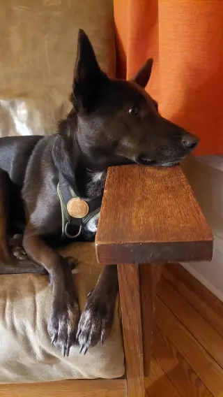 Indigo - Indeed a Good Boy!