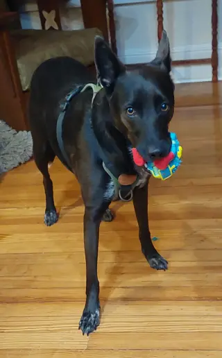 Indigo - Indeed a Good Boy!