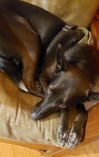 Indigo - Indeed a Good Boy!