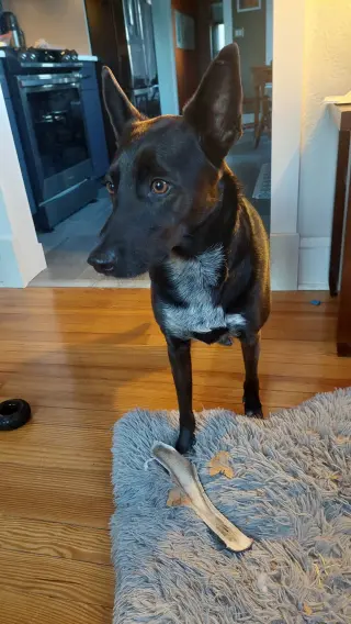 Indigo - Indeed a Good Boy!