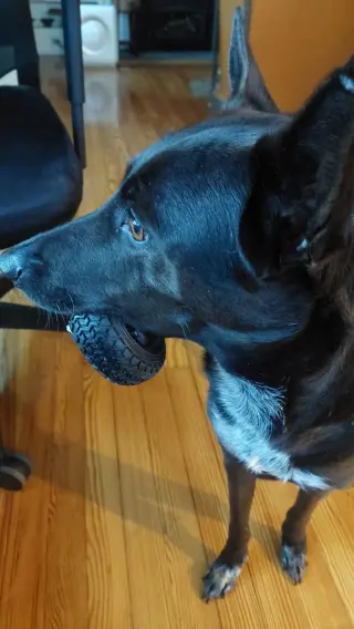 Indigo - Indeed a Good Boy!