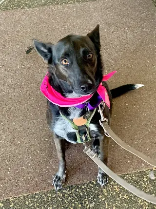 Indigo - Indeed a Good Boy!