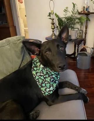 Indigo - Indeed a Good Boy!