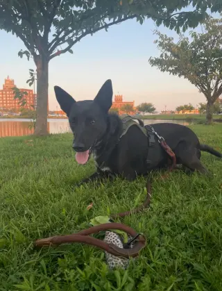 Indigo - Indeed a Good Boy!