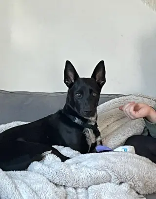 Indigo - Indeed a Good Boy!