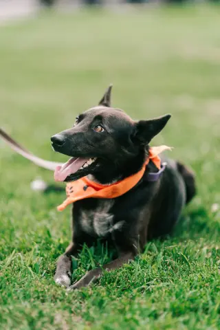 Indigo - Indeed a Good Boy!