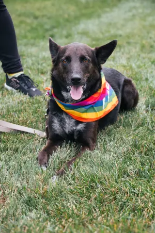Indigo - Indeed a Good Boy!