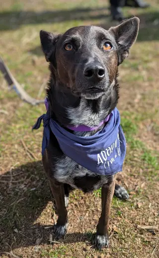 Indigo - Indeed a Good Boy!