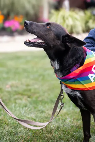 Indigo - Indeed a Good Boy!