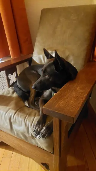 Indigo - Indeed a Good Boy!