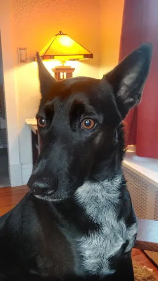 Indigo - Indeed a Good Boy!
