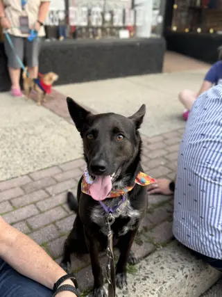 Indigo - Indeed a Good Boy!