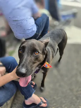 Indigo - Indeed a Good Boy!