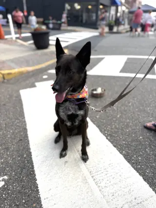 Indigo - Indeed a Good Boy!