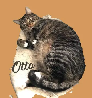 Otto #mitted-tabby