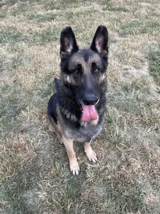Matthias