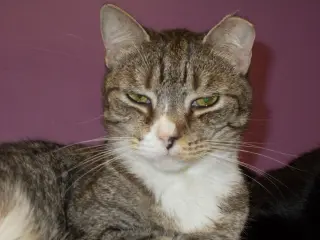 Max