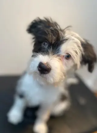 Holly in  RI