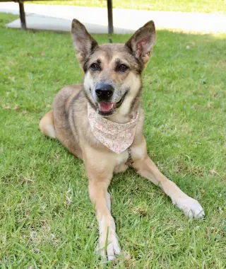 Maple