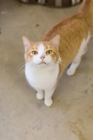 Josie